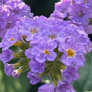 Heliotropium 'Lavender'