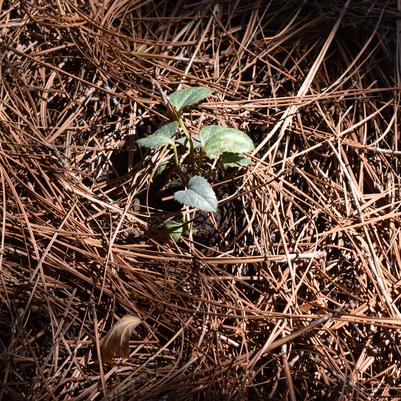 Helleborus 