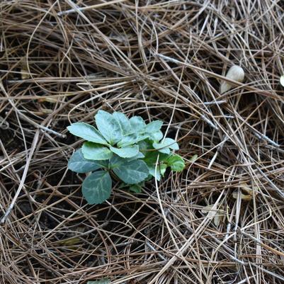 Helleborus 