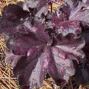 Heuchera ''Midnight''