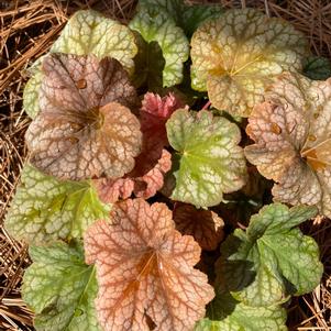 Heuchera ''Changeling''