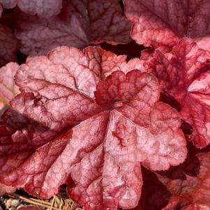 Heuchera ''Peach Smoothie''