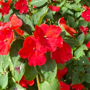 Impatiens 'Bright Red'