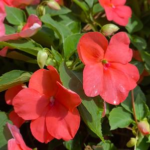 Impatiens 'Coral Improved'