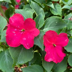 Impatiens 'Lipstick'