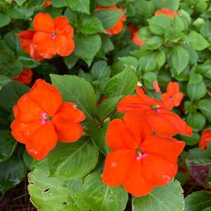 Impatiens 'Orange'