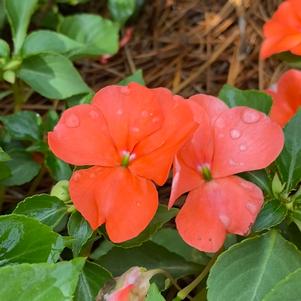 Impatiens 'Salmon'