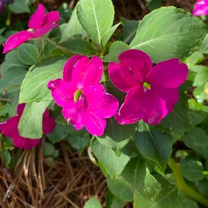 Impatiens 'Violet Shades'