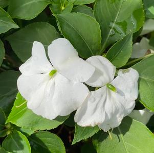 Impatiens 'White'