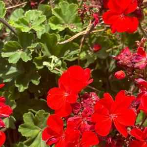 Interspecific Geranium 'Orange'