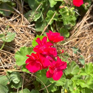 Interspecific Geranium 'Fuschia'