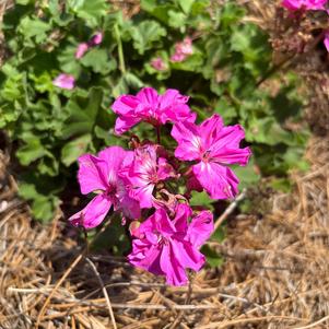 Interspecific Geranium 'Lavender'