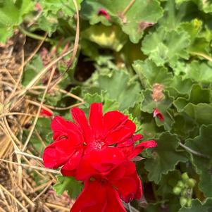 Interspecific Geranium 'Red'