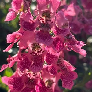 Angelonia 'Orchid Pink'