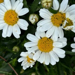 Leucanthemum maximum 'Leo'