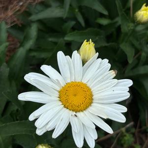 Leucanthemum maximum 'Libra'