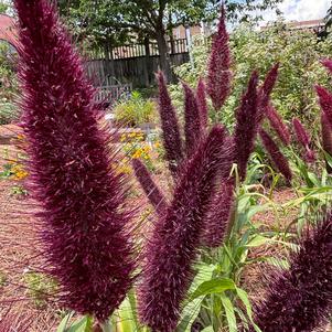 Ornamental Millet 'Jade Princess'