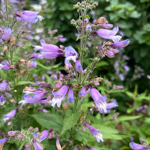 Penstemon ''Twilight''