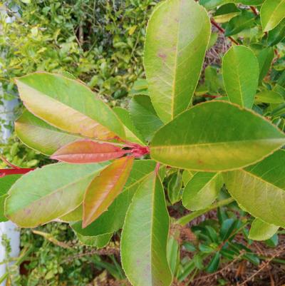 Photinia fraseri 'Harvest Moon™'