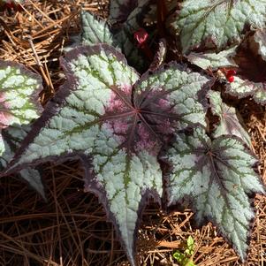 Begonia 'Black Hole™'