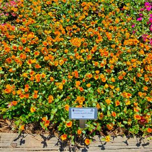 Portulaca 'Mango'