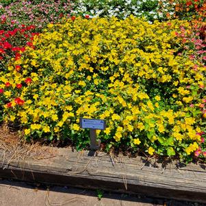 Portulaca 'Yellow'