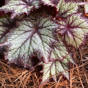 Begonia 'Europa™'