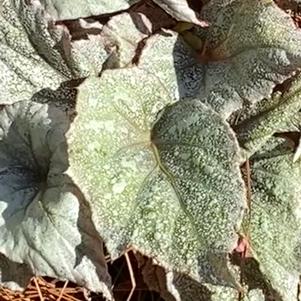 Begonia 'Triton™'