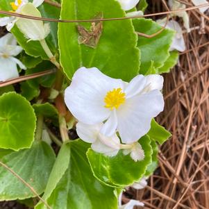 Spreading Begonia 'White'