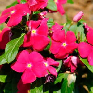 Vinca 'Really Red'