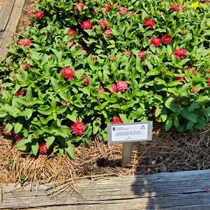 Zinnia hybrida 'Rose Gen 2'