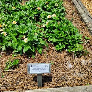 Zinnia hybrida 'Pink Bicolor'