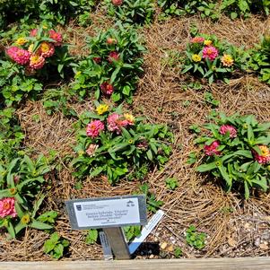 Zinnia hybrida 'Yellow Antique bicolor'