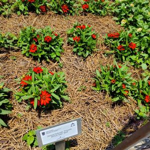 Zinnia hybrida 'Red'