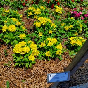 Zinnia hybrida 'Lemon'