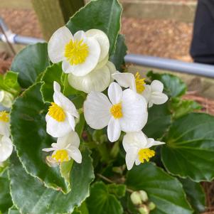 Begonia x hybrida 'White on Green'