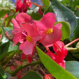 Begonia x hybrida 'Pink on Green'