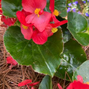 Begonia 'Red Green Leaf'