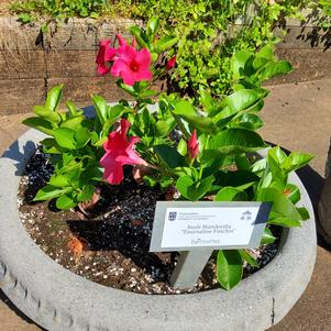 Bush Mandevilla 'Tournaline Fuschia'