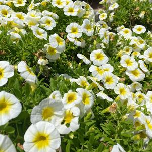 Calibrachoa 'Sunshine'