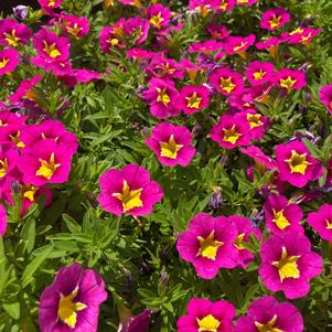 Calibrachoa 'Hot Pink'