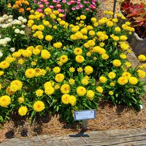 Bracteantha 'Gold'