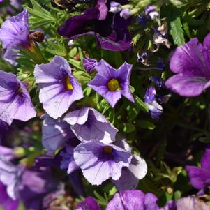 Confetti Garden 'Blue Skies'