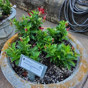 Dipladenia 'Dark Red'