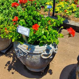 Pelargonium interspecific 'Large Dark Salmon'