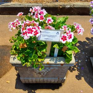 Pelargonium interspecific 'White Splash'