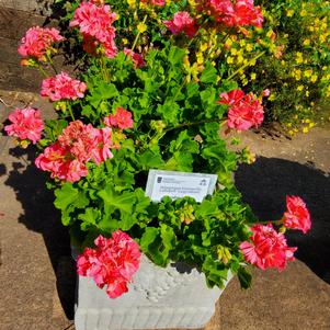 Pelargonium interspecific 'Large Salmon'