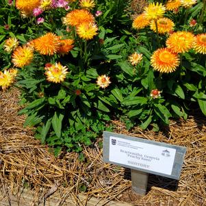 Bracteantha 'Peachy Keen'