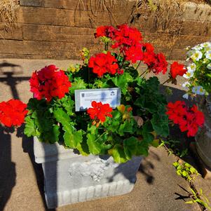 Pelargonium interspecific 'Scarlet'