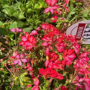 Pelargonium peltatum 'Pink Bicolor 60'